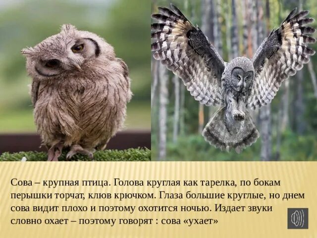 Что ночью издает звуки