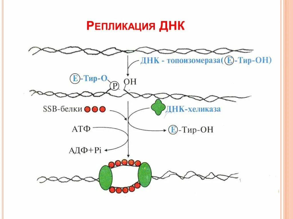 ДНК полимераза репликация ДНК. Матричный Синтез ДНК репликация. Синтез ДНК репликация биохимия. Биосинтез ДНК репликация биохимия.