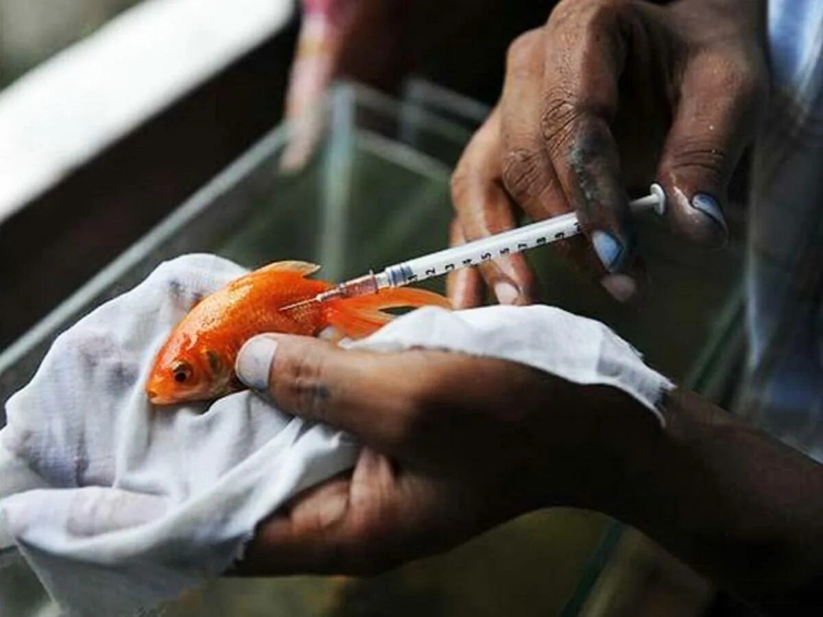Рыбный врач. Рыба медик. Ихтиолог профессия. Антибиотики для рыб. Рыбка врач.