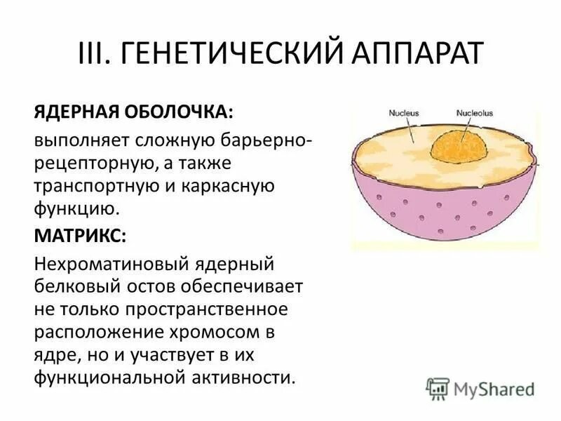 Выполняемая функция генетического аппарата. Строение генетического аппарата клетки. какую роль выполняет генетический аппарат клетки. ядро это генетический аппарат клетки. роль генетического аппарата клетки.
