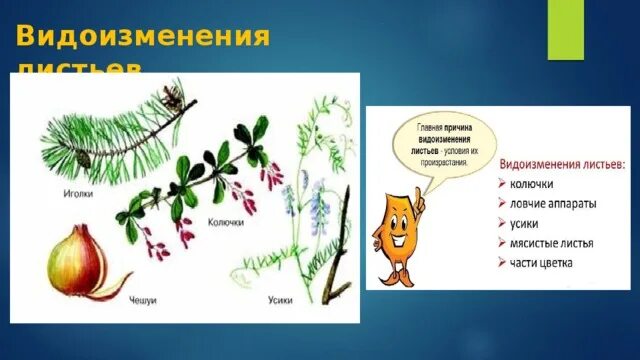 Видоизменение листьев у хвойных. Видоизменения листьев. колючки видоизмененные листья. видоизменения листьев хвоя.