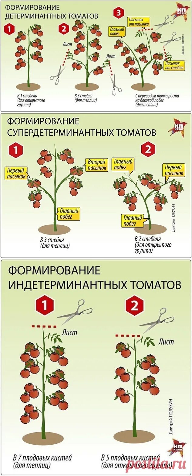 Пасынкование индетерминантных томатов. Томаты штамбовые детерминантные. Томат детерминантный и индетерминантный. Формировать детерминантные томаты. Что значит индетерминантный сорт томатов и детерминантный