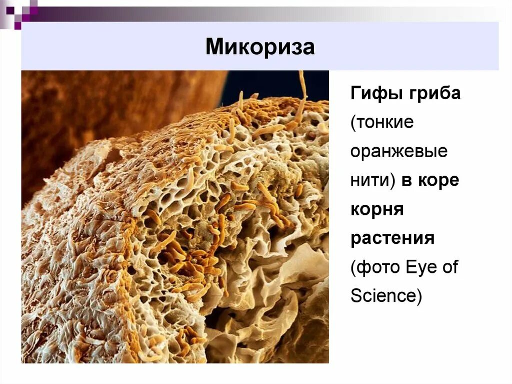 Как называется корень гриба. Грибная микориза. Корень гриба. Микориза фото. Микориза масленка.