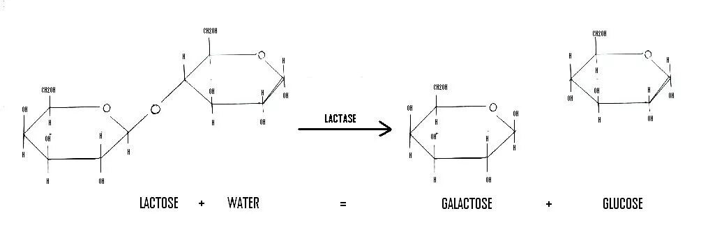 Лактаза схема. Лактаза расщепляет лактозу. Лактаза структура. Лактоза и лактаза картинки.