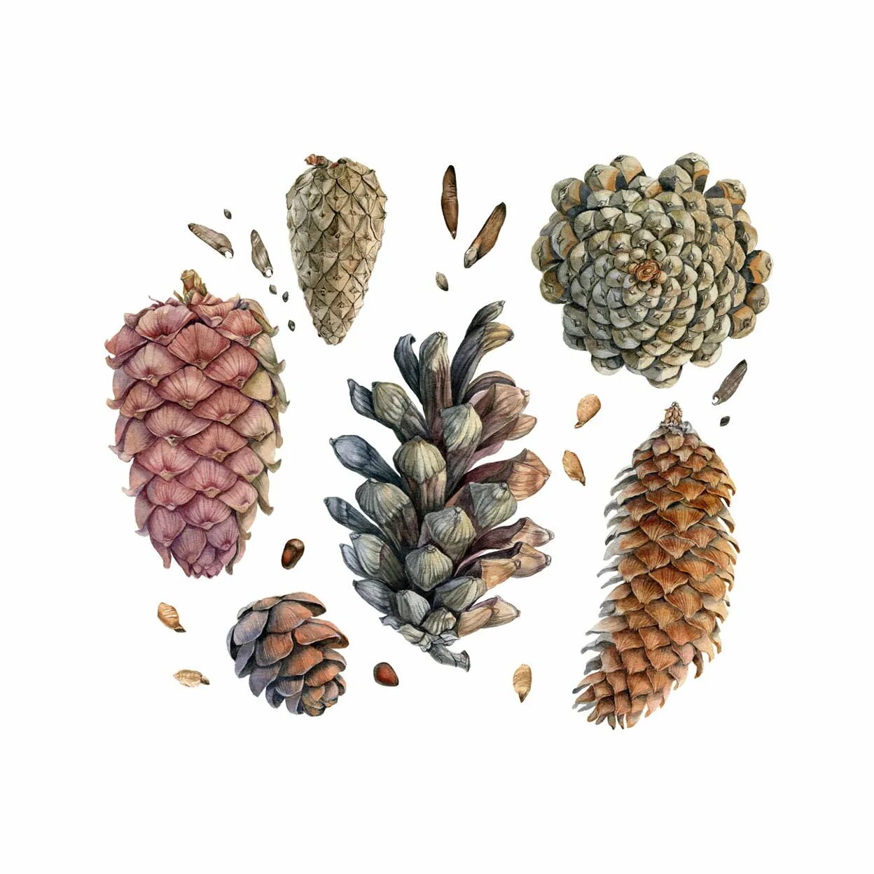 семена шишек еловых. сосна пиния семена. семена шишек еловых. семена хвойных. семена хвойных растений.