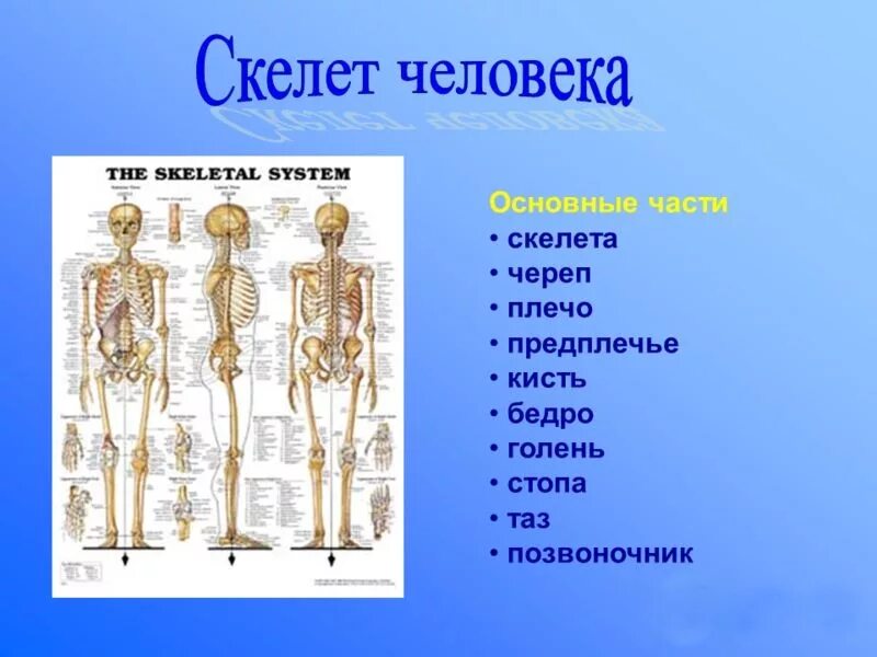 Скелет человека общее строение. Части скелета. скелет человека. основные части скелета. скелет человека с описанием.