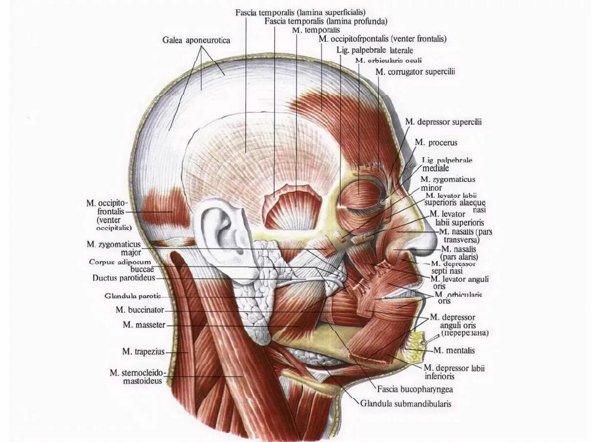 Части затылка. Жевательные мышцы черепа человека анатомия. Мышцы лица анатомия Синельников. Мимические мышцы анатомия атлас. Мышцы головы анатомия медунивер.