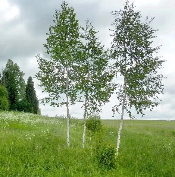 Росла молодая березка. Три березы Симонов Родина. Молодые березы. Молодая береза. Маленькие березы.