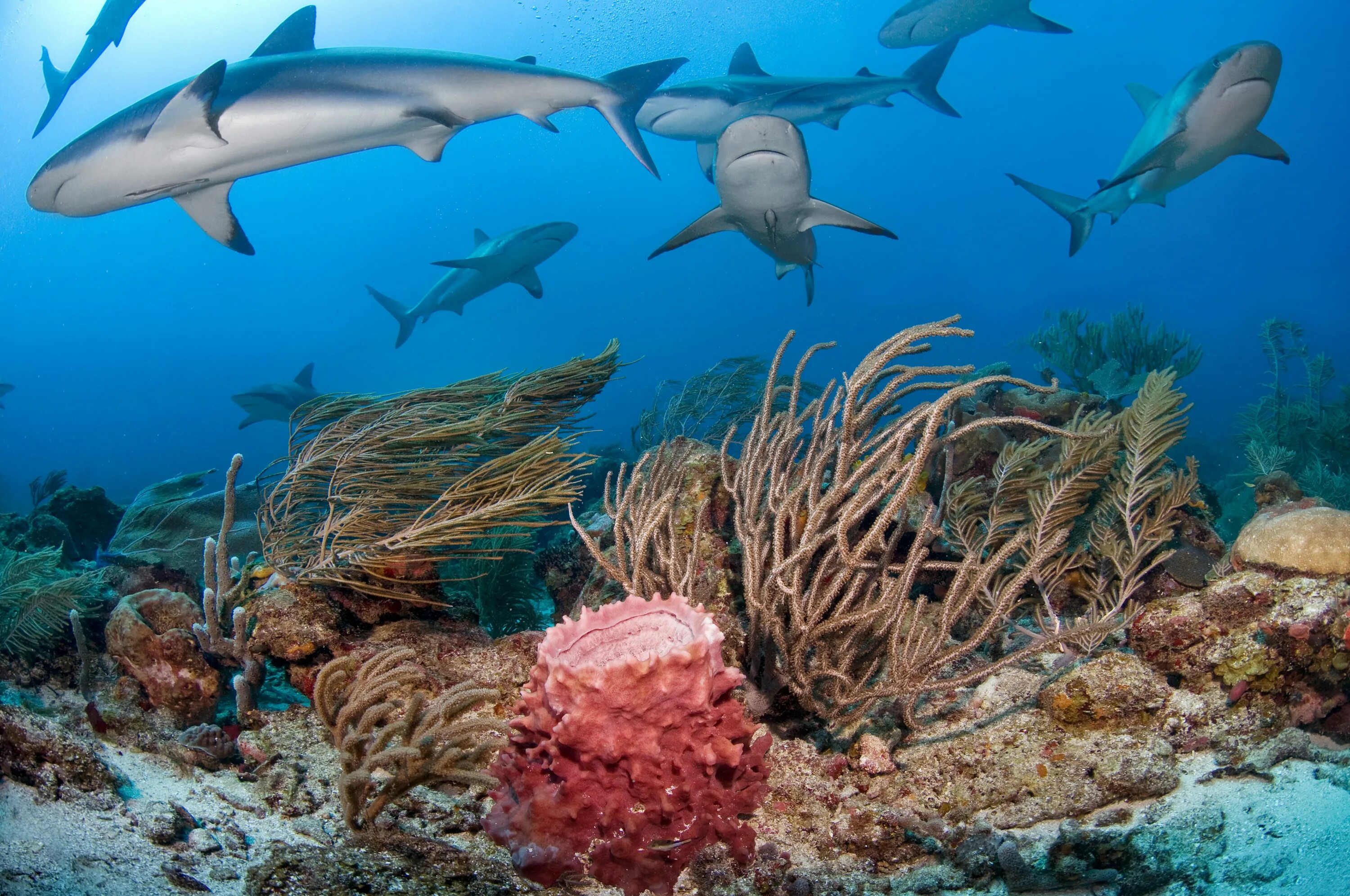 Живые обитатели океана. Рифовая акула в Красном море. Большой Барьерный риф Австралия. Океаническая рифовая акула.