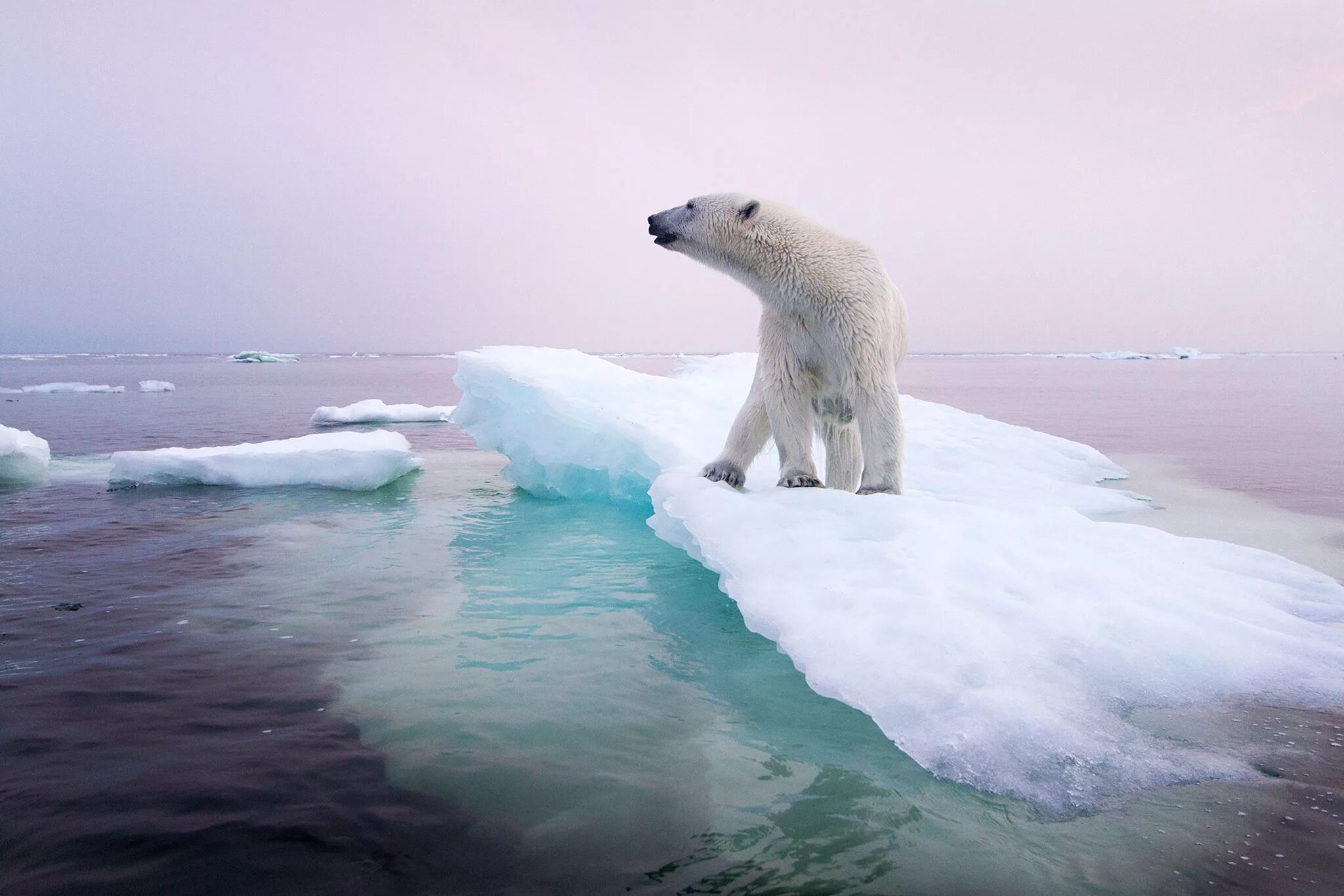 Ice animals. Остров Врангеля белые медведи. Белые медведи в Арктике. Белый медведь Северный полюс. Полар бир (Polar Bear).