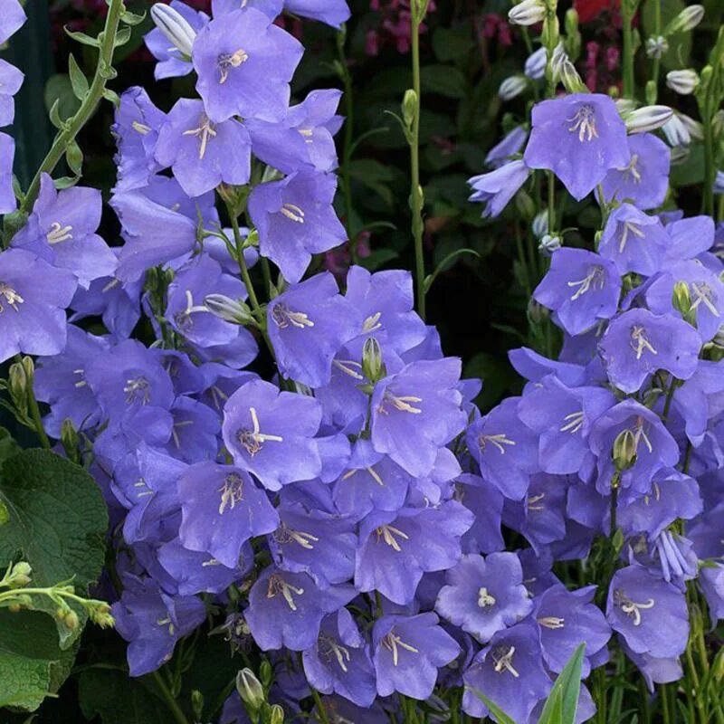 Садовые колокольчики. Колокольчик персиколистный (Campanula persicifolia `Takion White`). Колокольчик персиколистный (Campanula persicifolia `Takion Blue`). Колокольчик персиколистный (Campanula persicifolia l.). Колокольчик персиколистный (Campanula persicifolia).