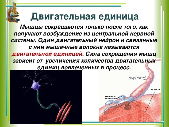 Регуляция деятельности скелетных мышц. Двигательная единица мышечной ткани. регуляция скелетных мышц. динамическая работа скелетной мышцы. работа скелетных мышц биология.