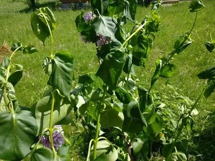 У сирени скручиваются листья
