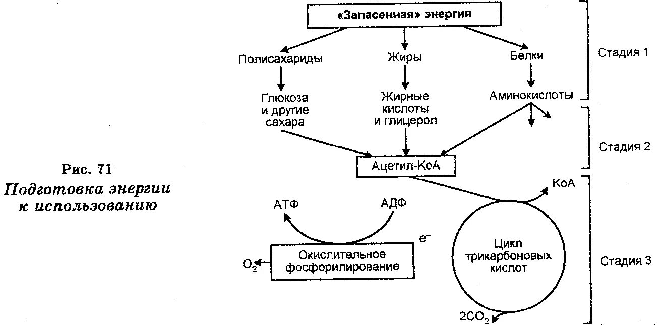 Схема путей метаболизма ацетил КОА. Превращение ацетил коа