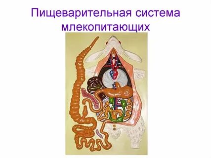 Какое пищеварение у млекопитающих
