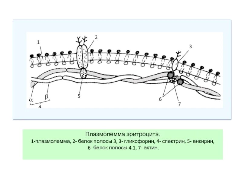 Плазмолемма эритроцита. Схема строения плазмолеммы и цитоскелета эритроцита. Строение плазмолеммы и цитоскелета эритроцита. Строение плазмолеммы эритроцита. Строение цитоскелета эритроцитов.