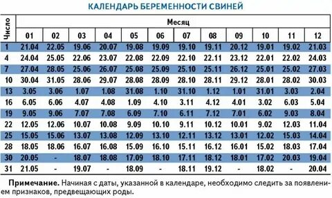 Через сколько свинья приходит в охоту