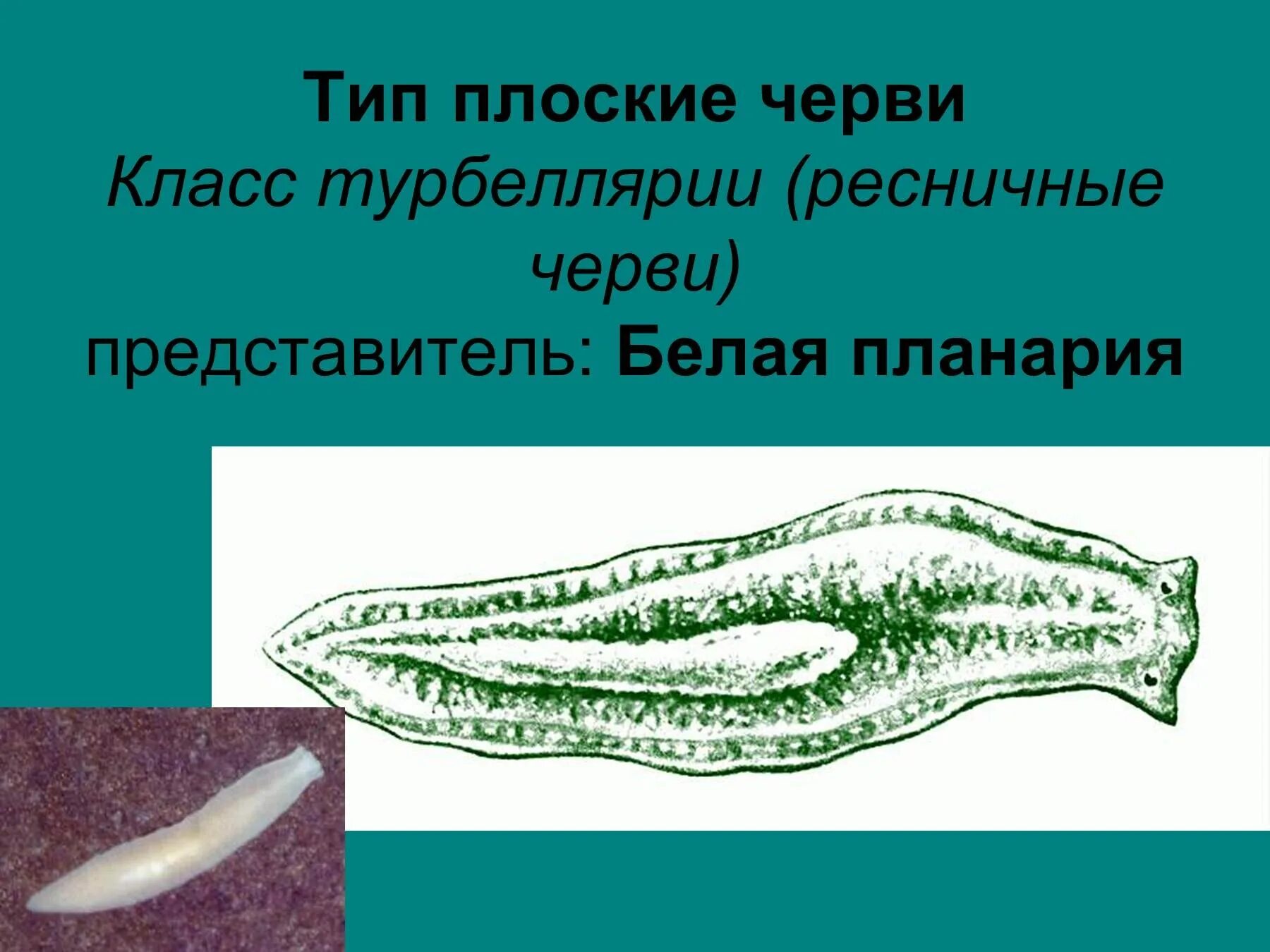 Какая ткань у плоских червей. Класс Ресничные черви, или турбеллярии. Тип плоские черви класс Ресничные черви. Тип плоские черви турбеллярии. Класс Ресничные черви турбеллярии представители.
