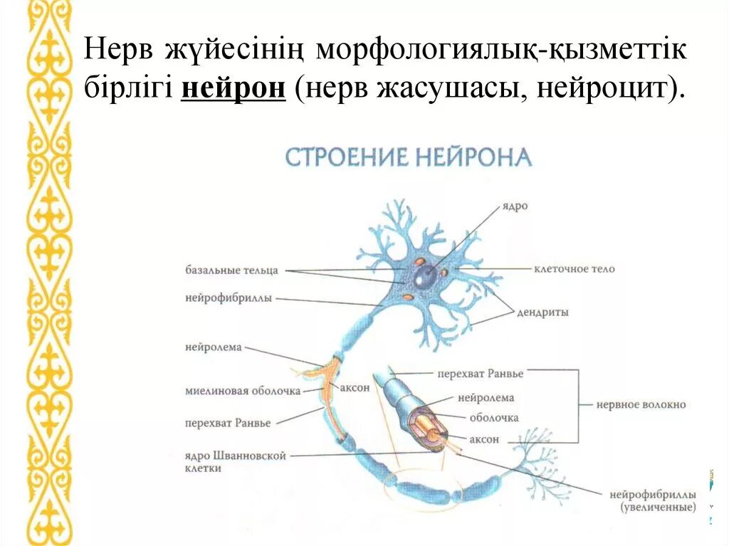 Строение нейрона рисунок с подписями. Подробная схема строения нейрона. Строение нейрона человека схема. Строение нервной клетки анатомия.