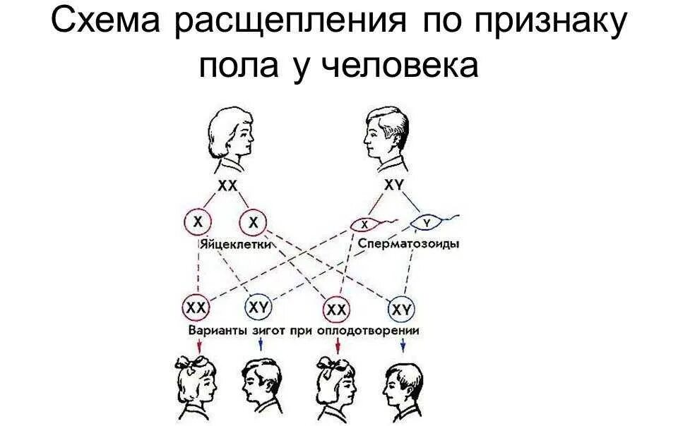 Смешанный пол человека. Схема наследования пола человека. От чего зависит пол ребенка. Схема определения пола у человека. Схема расщепления по признаку пола у человека.