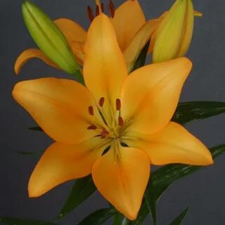 Лилия ла гибрид