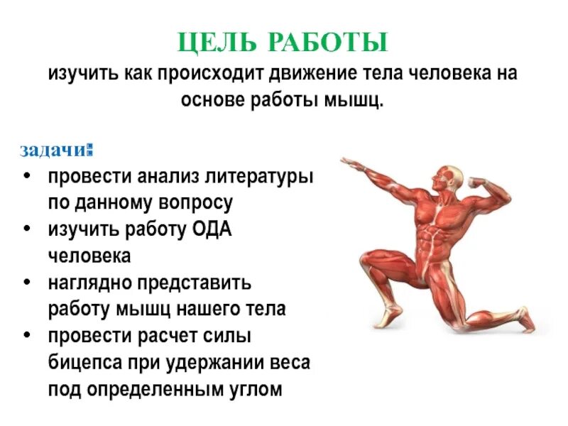 Работа мышцы зависит. Работа мышц. Виды работы мышц. Статическая работа мышц. Мышцы презентация.