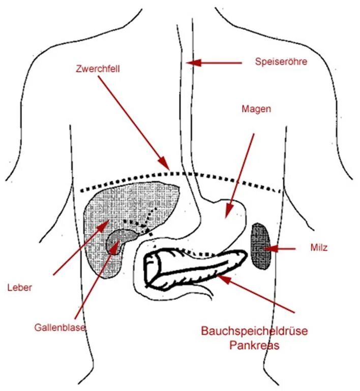 Пищевод желудок желчный пузырь. Поджелудочная железа схема расположения. Желудок поджелудочная железа расположение схема. Гл находится поджелудочная железа. Расположение поджелудочной железы у человека.