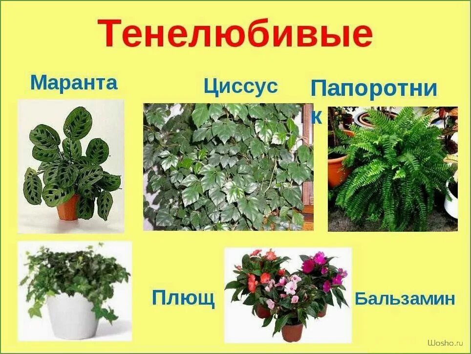 Какие растения живут дома. Тенелюбивые комнатные комнатные растения. тенелюбивые растения плющ. тенелюбивые комнатные растения названия. название домашних цветов.