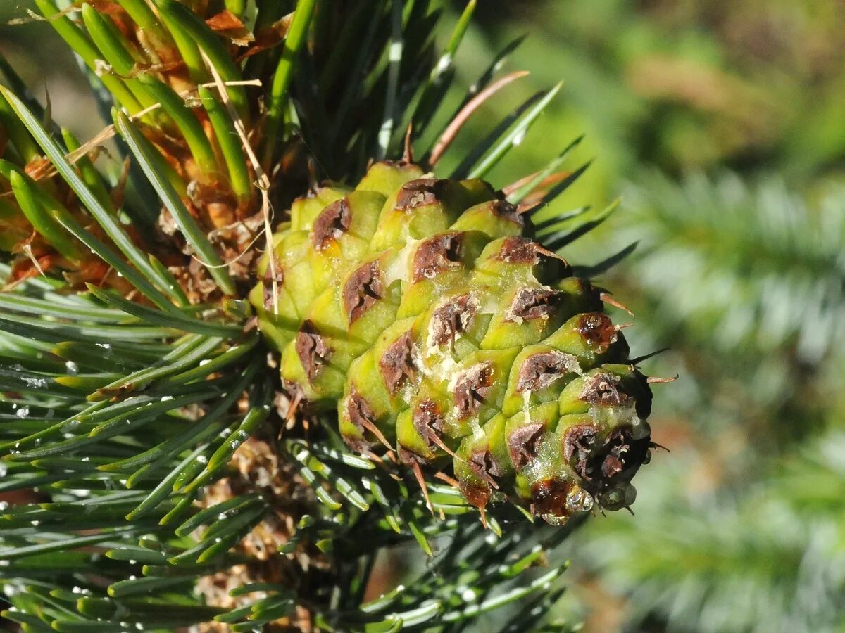 Pinus aristata. Pinus aristata шишки. Pinus friesiana. Мегастробилы сосны. Сосновые порядок хвойные