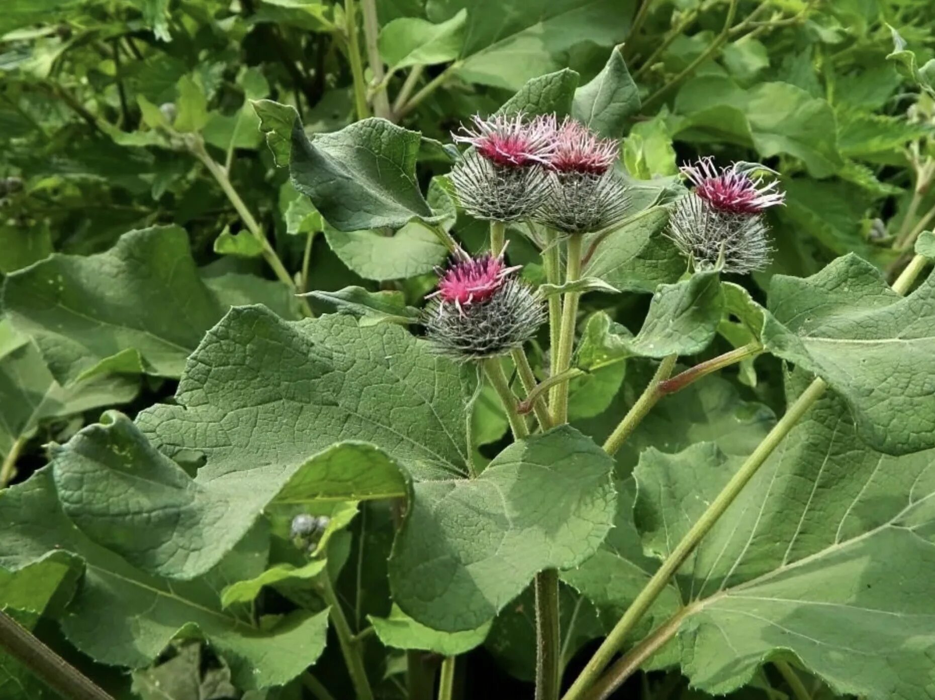 Медуница цветок. Медуница узколистная. Таволга вязолистная лабазник. Марьин чертополох. ).