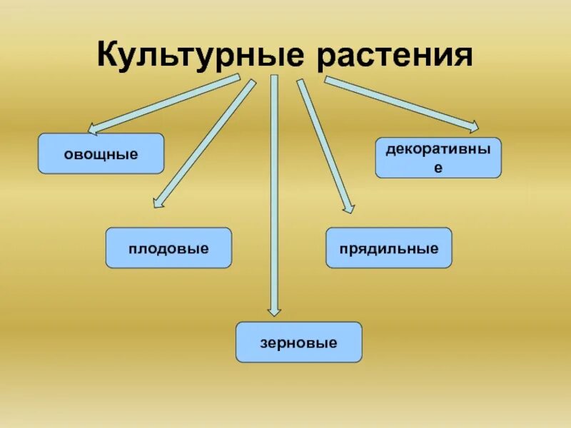 Какая культура относится к прядильным. Декоративные и прядильные культурные растения. Культурные растения прядильные растения. Культурные растения плодовые зерновые декоративные прядильные. Культурные растения овощные плодовые зерновые.