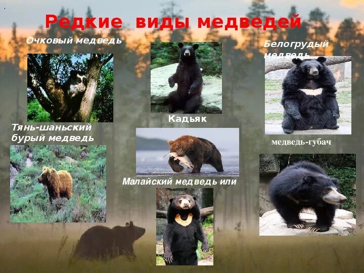 Learn Bear Species in English! Learn 8 Bears of The World! Types of Bears! The B