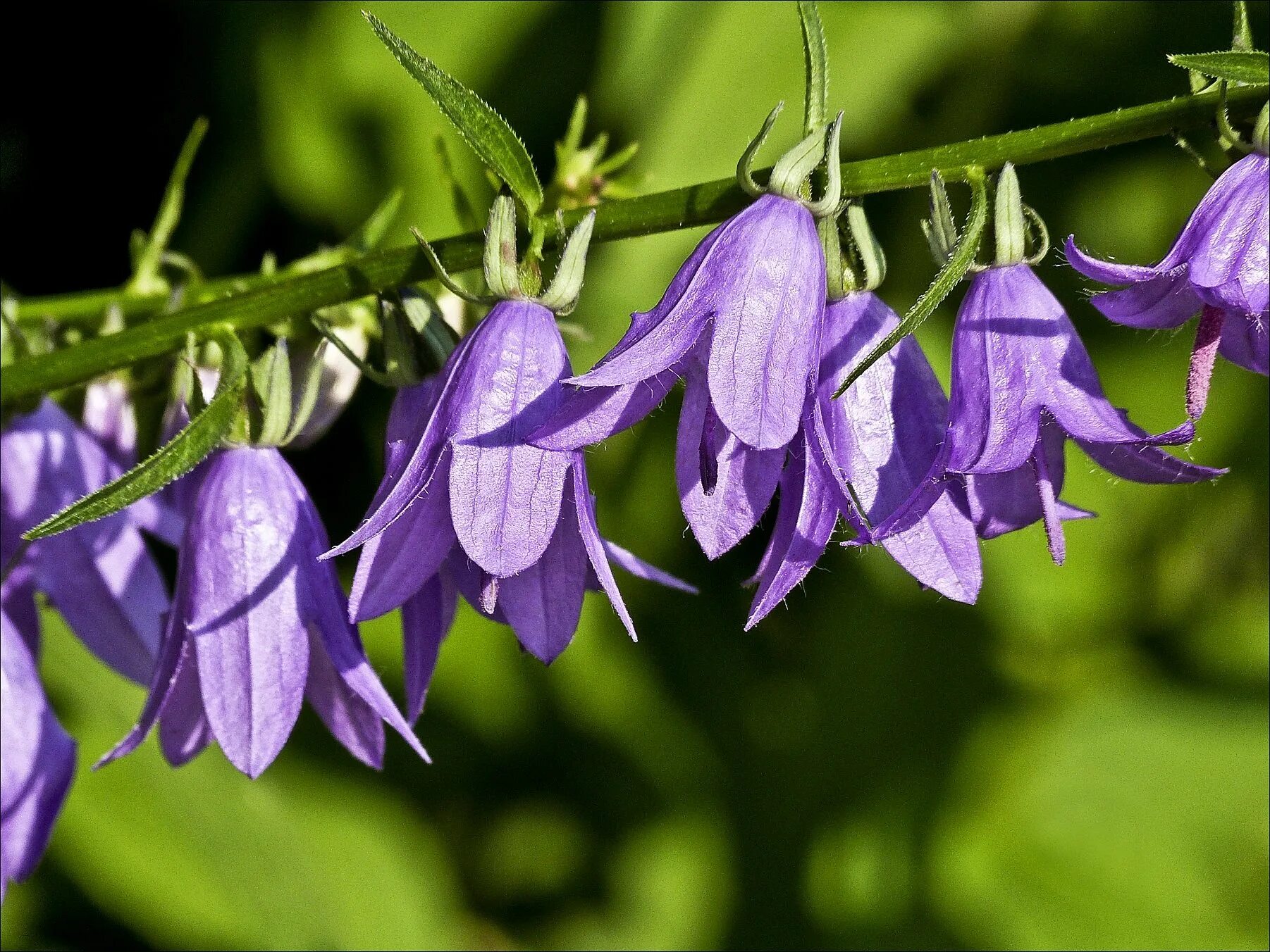 Колокольчик узколистный. Колокольчик Кампана Лилак. Колокольчик Кампана Lilac. Колокольчик Шейхцера. Колокольчик используется