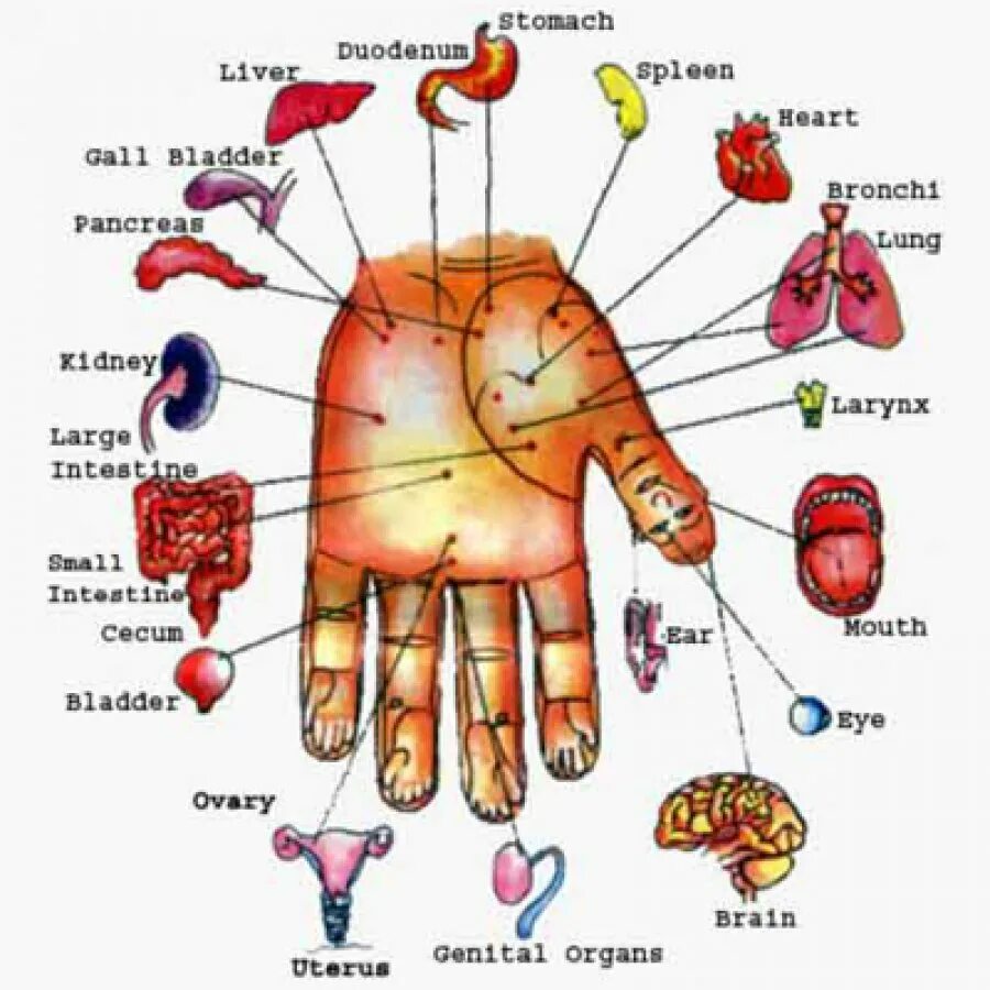 Су Джок проекция органов на ладони. Су Джок проекция органов на стопе. Акупунктура Су Джок терапия. Су Джок точки акупунктуры. Китайская медицина руки