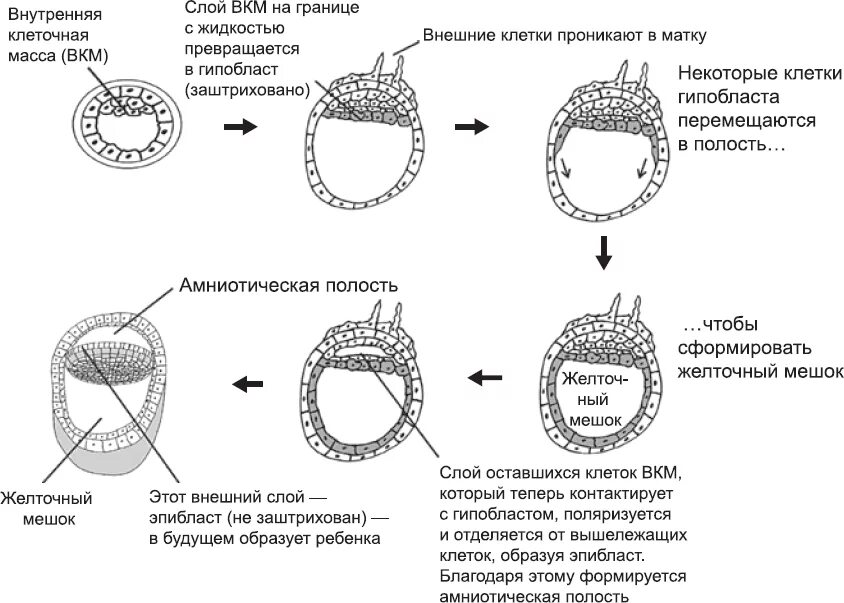 Клетка онтогенез. Эпибласт и гипобласт. Бластоциста гипобласт. Эмбриональный эпибласт. Эпибласт гистология.