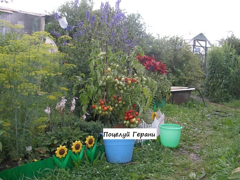 Купить семянатомата поцелуй герани - купить по низкой цене на Яндекс Маркете