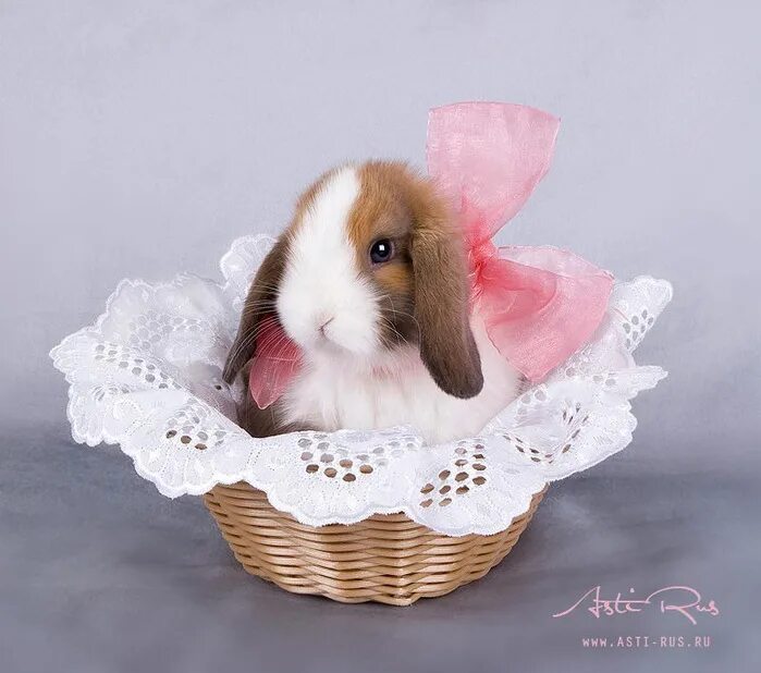 Кролик с подарком. Кролик в корзинке. Кролик с бантиком. Кролик живой подарок. Кролику 7 лет