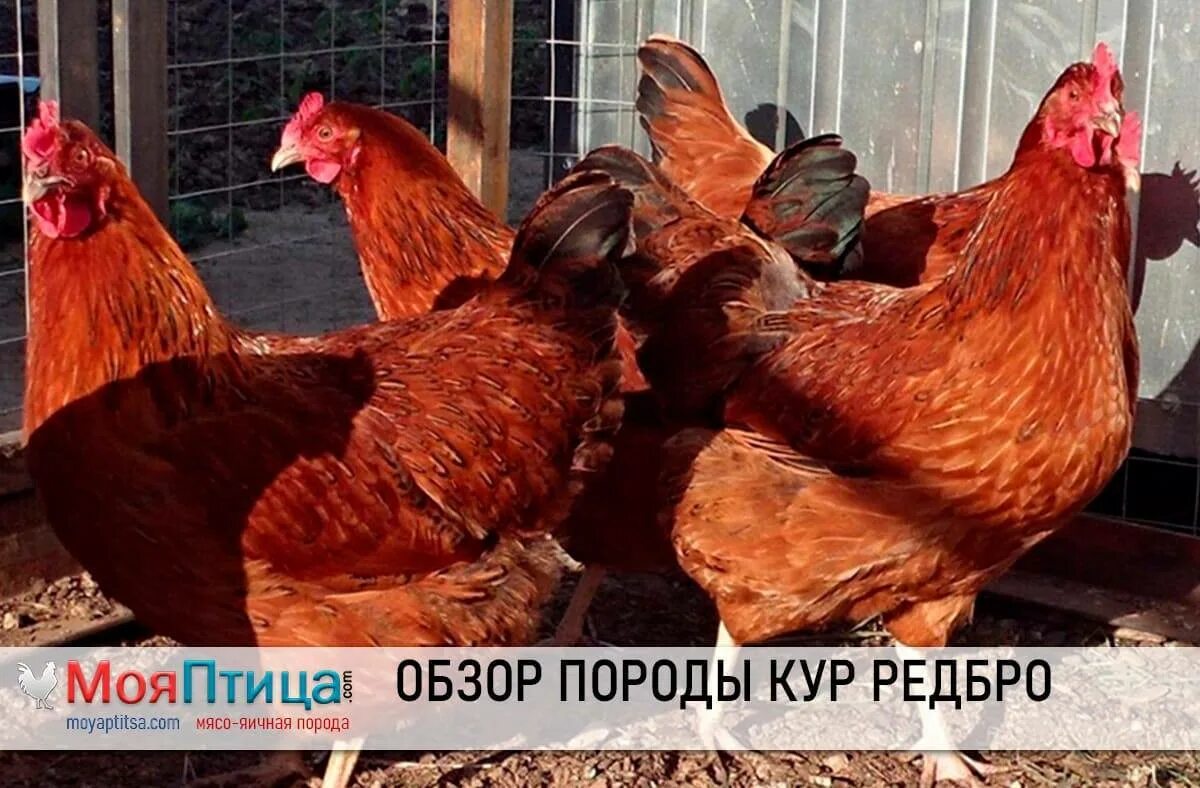 Несушка Редбро. Цыплята Редбро и Фокси Чик. Куры породы Рэд бро, Фокси Чик.. Бройлер Редбро. Ред бро отзывы