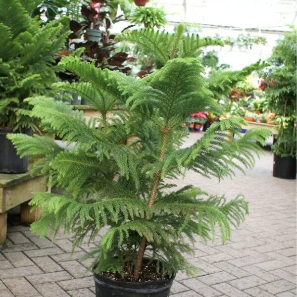 Araucaria Araucana. Араукария в доме. Экзотические ели. Ель экзот. Какие есть экзотические ели