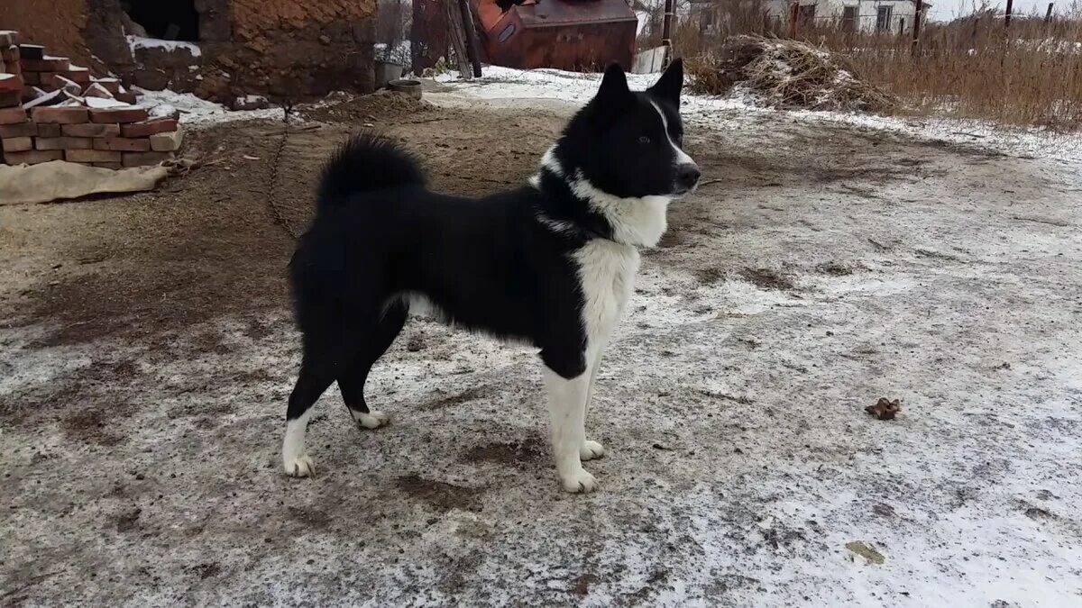 Русско европейская лайка описание породы. Восточно-европейская лайка. Лайка собака русско европейская. Русско европейская лайка описание породы. Порода собак европейская лайка.