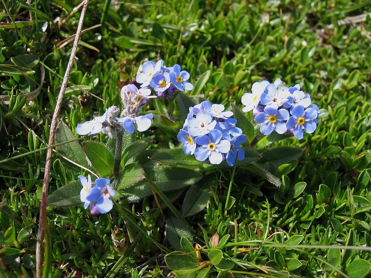 Незабудка посадка. Незабудка Альпийская (Myosotis alpestris). Незабудка Болотная голубая. Незабудка Садовая голубая. Myosotis alpestris f.w.Schmidt.