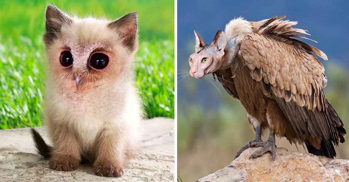 скрещенные животные. скрестить 2 фото. гибридное скрещивание животных. неродственные гибриды животных. скрестить 2 фото.