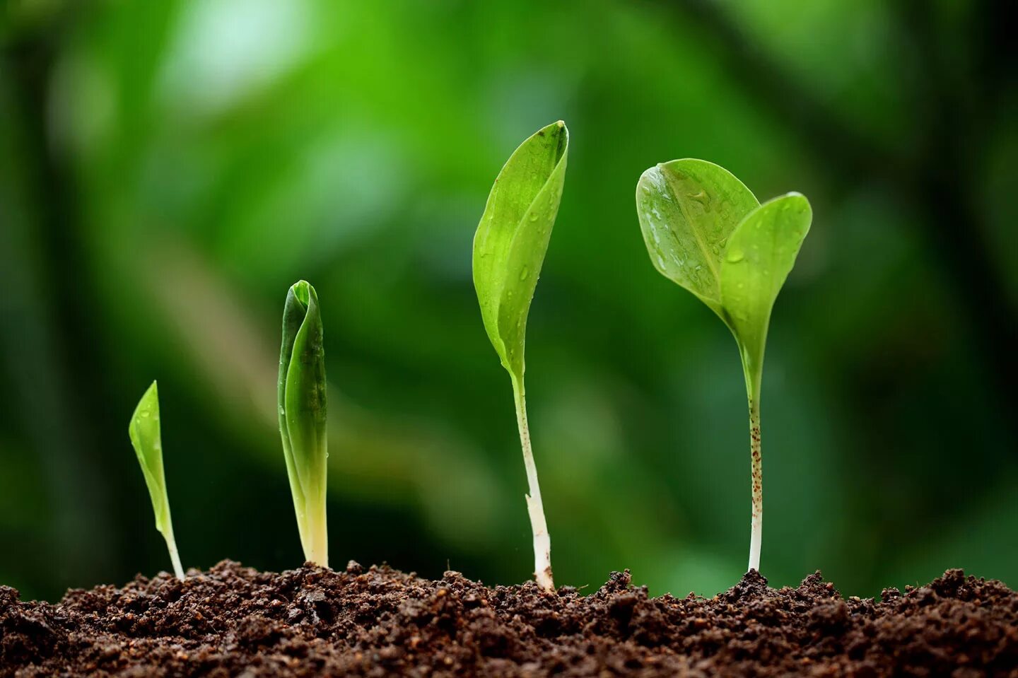 Рост растений. Рост травы. Замедление роста растений. Жизнь растений.. Признаки описывающие рост растения