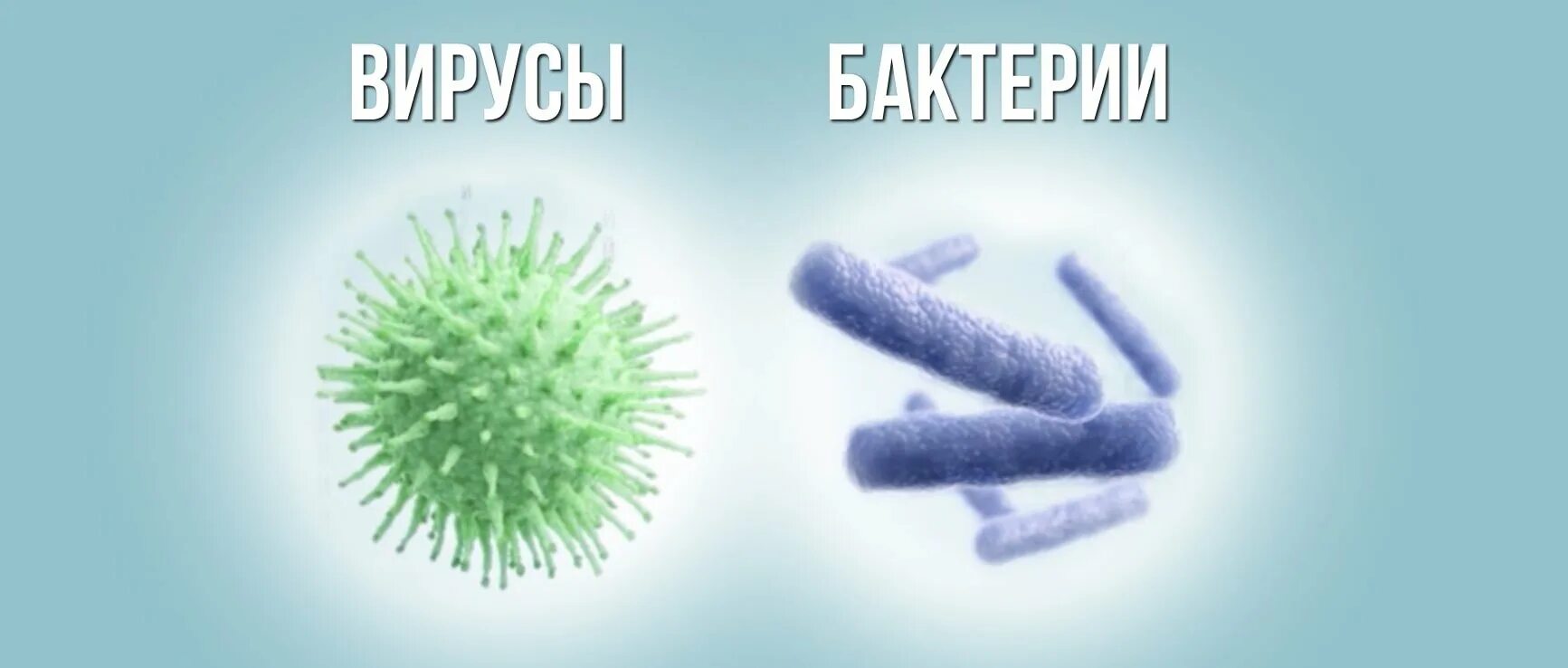 Вирусы и бактерии. Вирусы и бактерии в чем разница. Вирус от бактерии. Вирусы отличаются от бактерий.