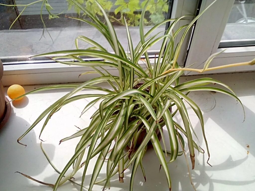 цветок хлорофитум сохнут кончики. хлорофитум заболел. у хлорофитума сохнут кончики листьев. хлорофитум хохлатый болезни. хлорофитум бонни.