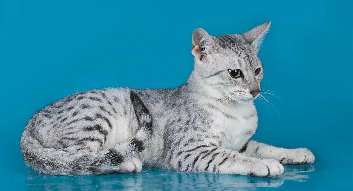 Фото кошек мау. Египетская МАУ кошка. Порода кошек Египетская МАУ. Египетская МАУ котята. Египетская кошка Мем.