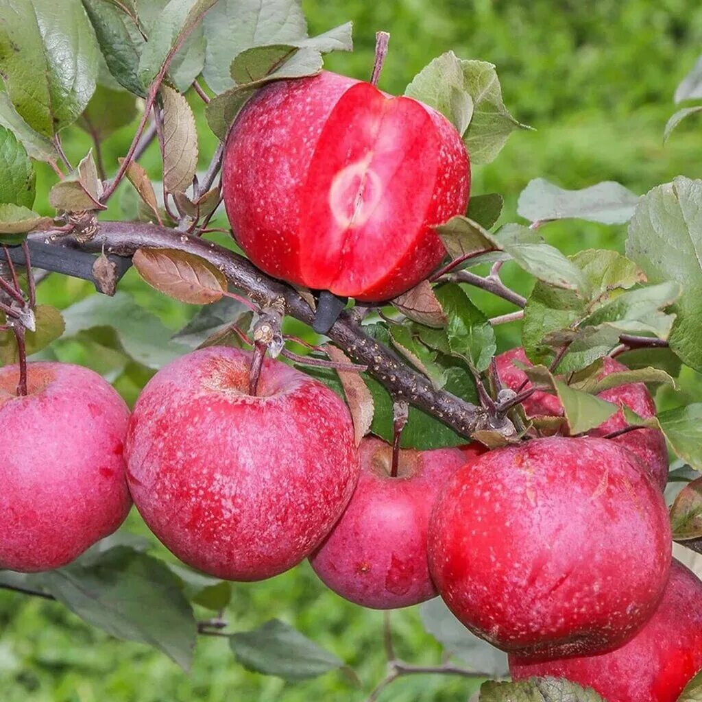 плоды яблоня феникс алтайский. саженцы алтая. сорт: яблоня, алтайское багряное. саженцы алтая. яблоня полукультурка алтайский зимний.