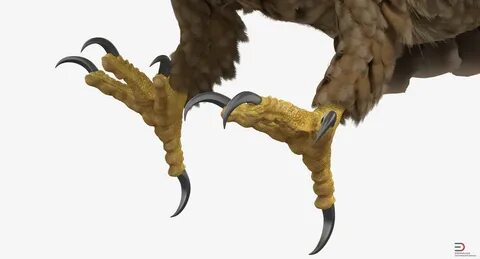 High quality 3d models since 2011: Imperial Eagle Attack 3d model