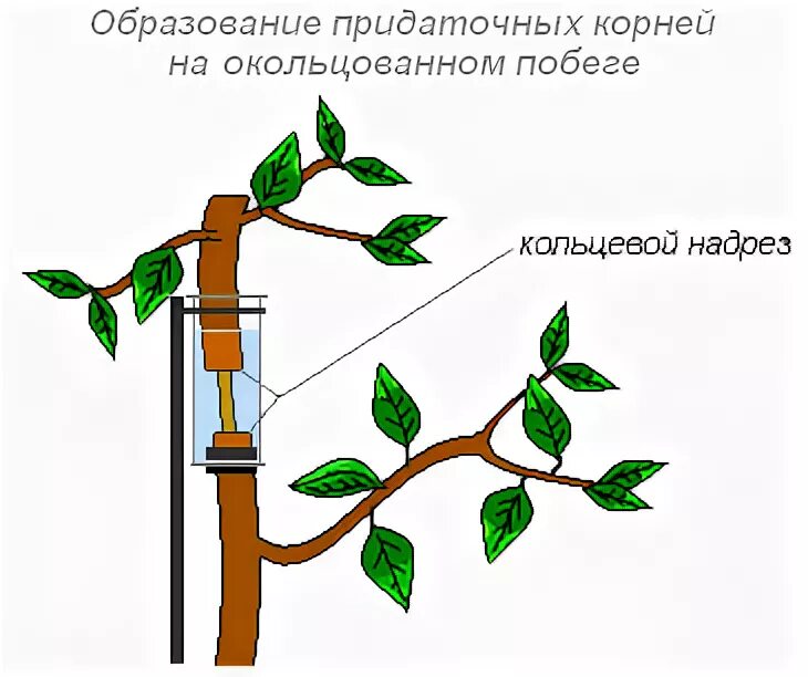 Сделайте кольцевой надрез на древесной ветки. Передвижение по стеблю органических веществ. Перемещение веществ по стеблю дерева. Передвижение воды и органических веществ по стеблю.