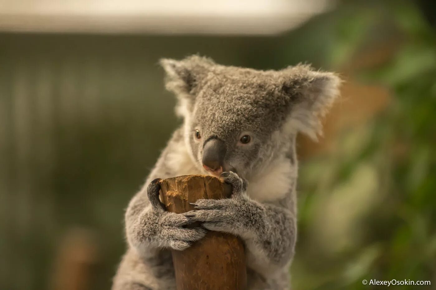 Коала. Коала милая. Смешная коала. Мокрая коала.